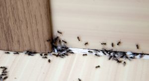 Pest Control Sydney, Insect Removal, Termite Eradication, Ants, Rodents, Possum, Bed Bug, Bird