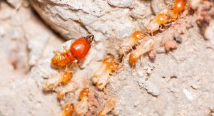 Pest Control Sydney, Insect Removal, Termite Eradication, Ants, Rodents, Possum, Bed Bug, Bird
