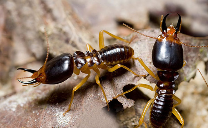 Pest Control Sydney, Insect Removal, Termite Eradication, Ants
