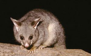 Possum Removal Roof Cavity Sydney / Wollongong
