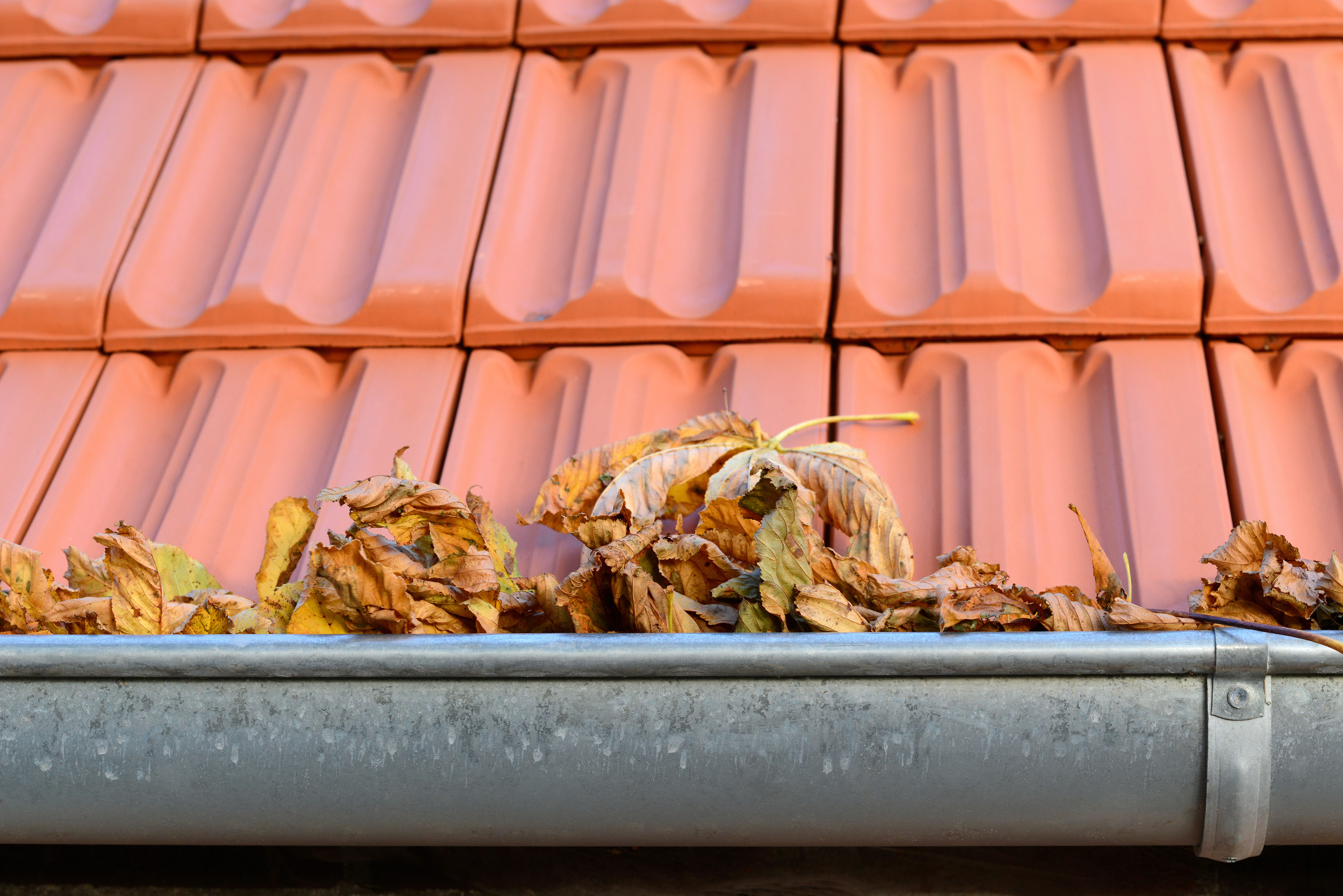 gutter cleaning, pest control, leaf removal,