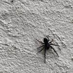 common black house spider